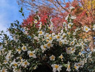 白いサザンカが咲いています