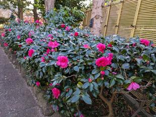 桃色のサザンカも咲いてきています