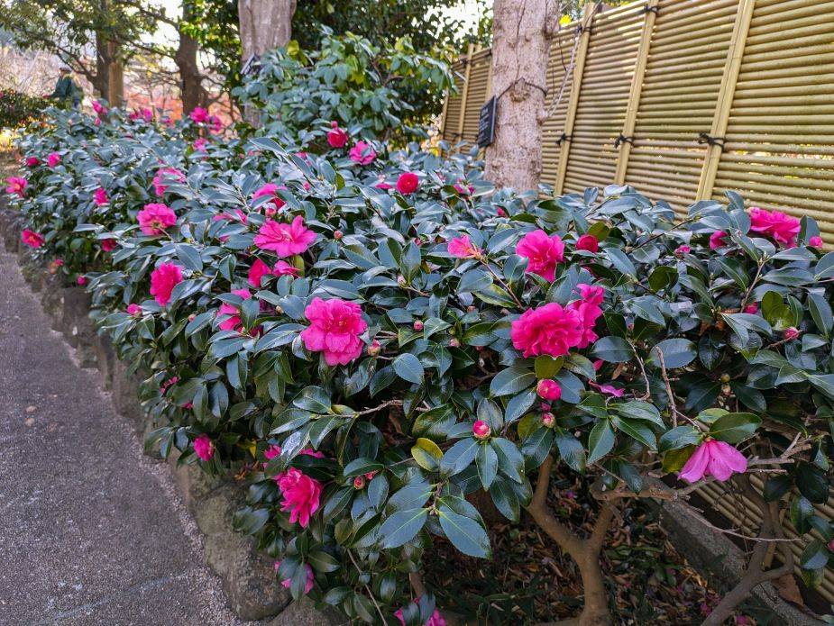 桃色のサザンカも咲いてきていますの写真