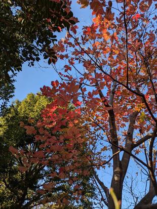 メグスリノキの紅葉がきれいです