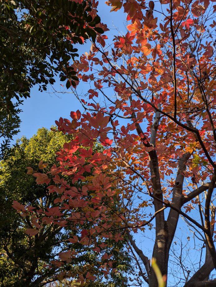 メグスリノキの紅葉がきれいですの写真