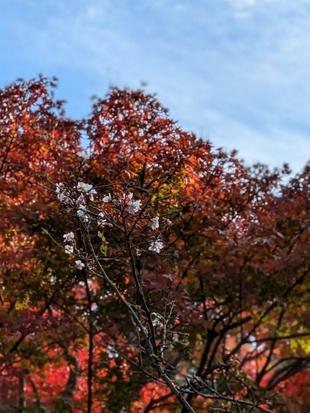 ジュウガツザクラが咲いています