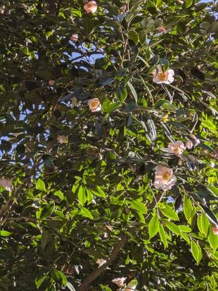 ワビスケが咲き始めています