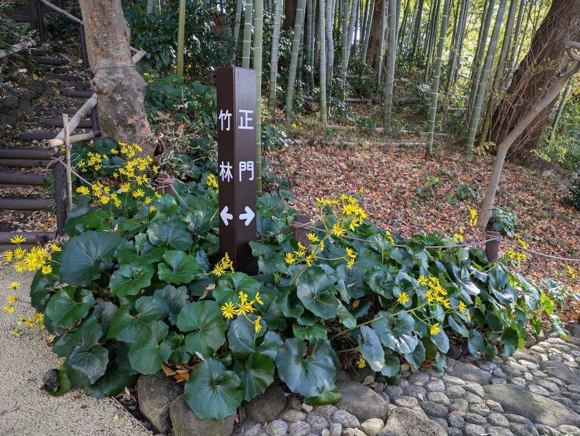 山野草エリアのツワブキですの写真