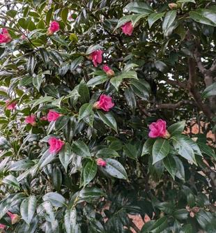 桃色と白色のワビスケが咲いています