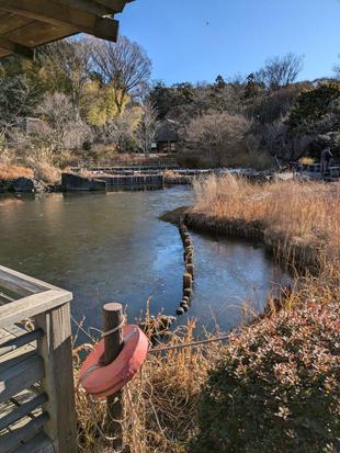 ハス池に氷が張っています
