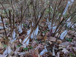 今朝の霜柱(氷の花)の様子です