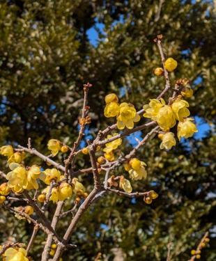 ロウバイがきれいです