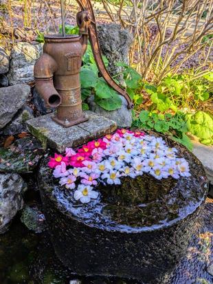 井戸に椿を浮かべています