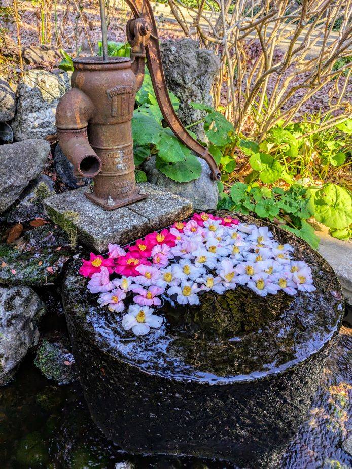 井戸に椿を浮かべていますの写真