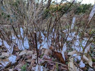 氷の花が見られます