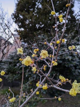 ロウバイが咲き始めています