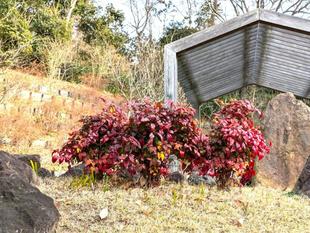 オタフクナンテンが色づいています