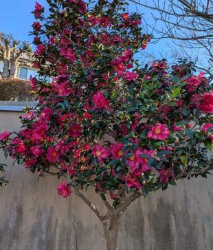 青空の日のサザンカも綺麗です