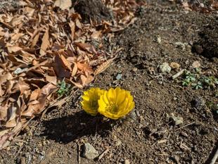 フクジュソウが咲いています