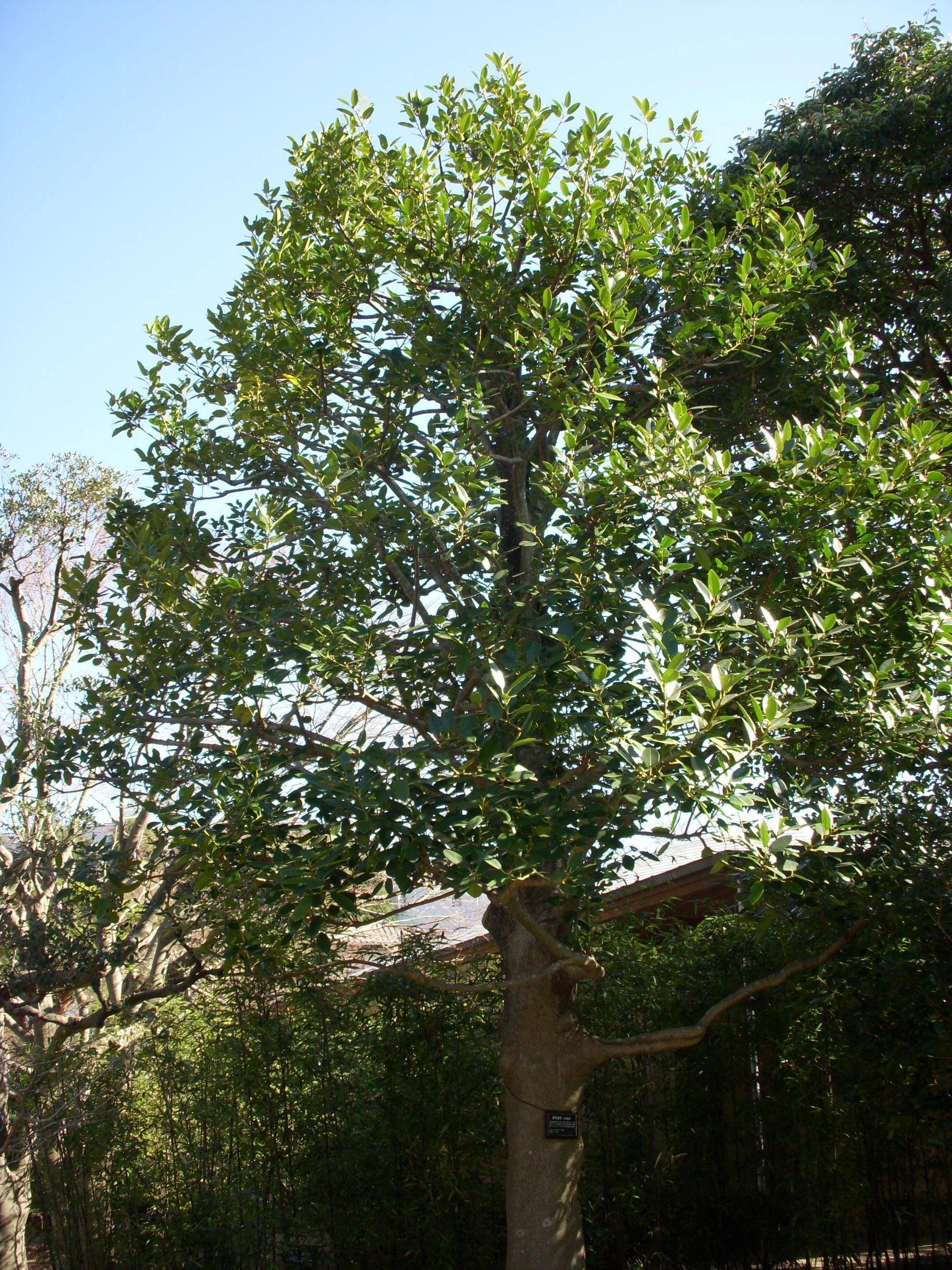 タラヨウ(多羅葉)の写真