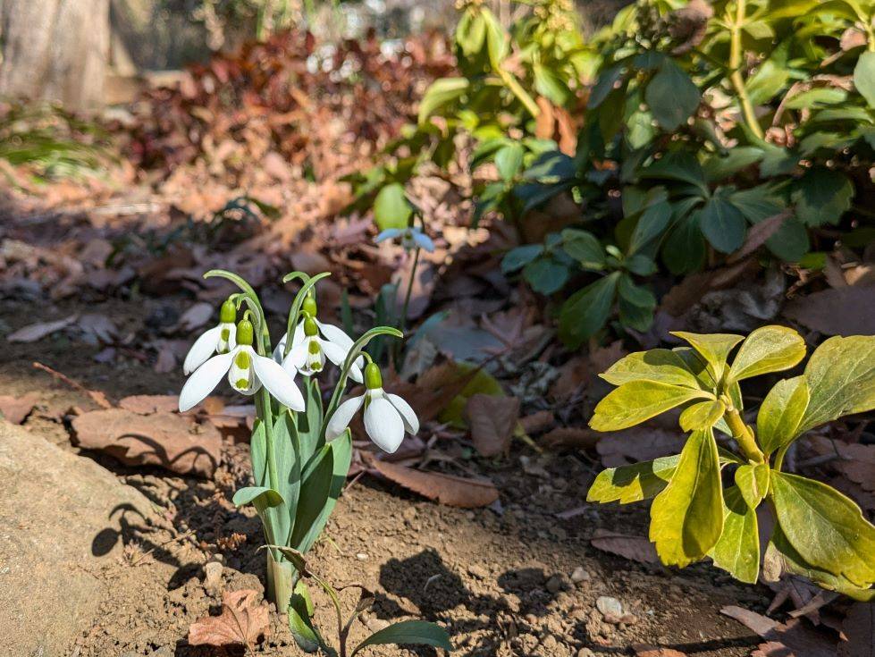 スノードロップが見頃ですの写真