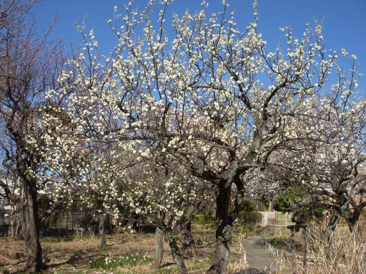 緑の梅の花 リョクガクバイ（緑萼梅）|二次元コード花木図鑑|馬場花木園公式