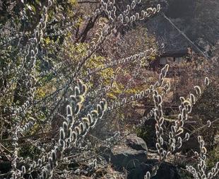 ネコヤナギの花穂