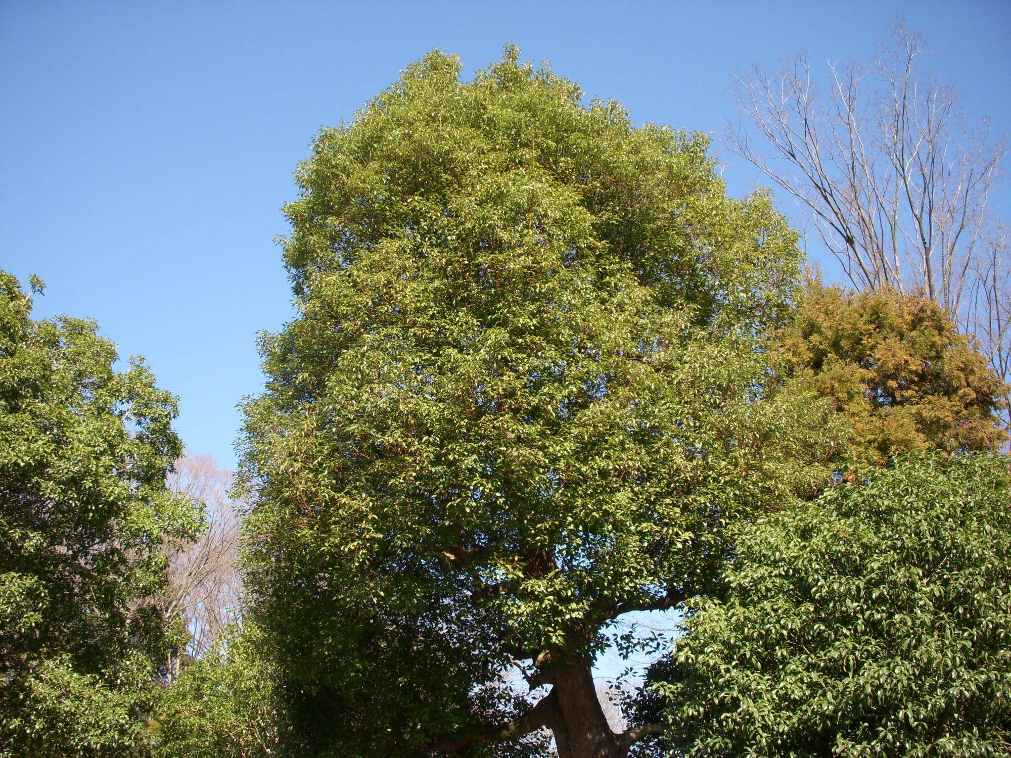 クスノキ（楠）の写真