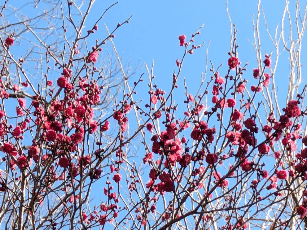 紅梅が咲いていますの写真