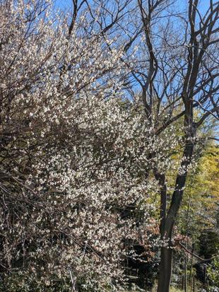 山野草エリアの梅も見頃です