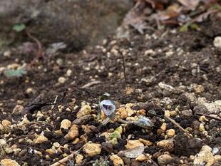 セツブンソウのつぼみがでてきました