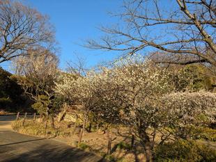 夕方の園内の梅の様子です