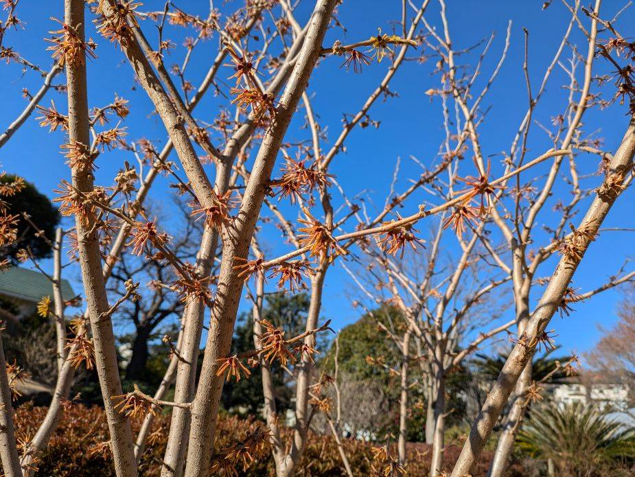 マンサクが咲いていますの写真