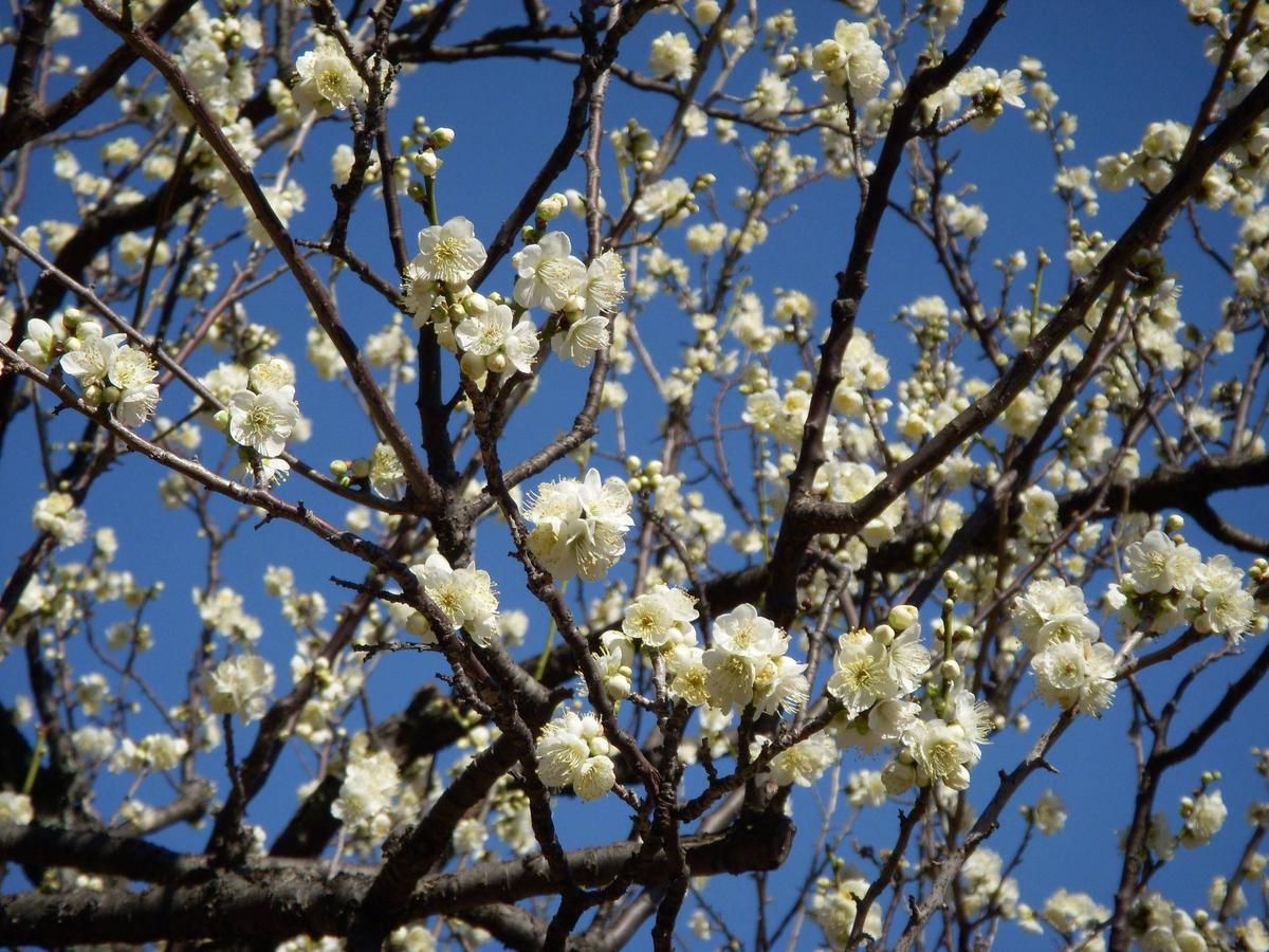 緑の梅の花 リョクガクバイ（緑萼梅）|二次元コード花木図鑑|馬場花木園公式