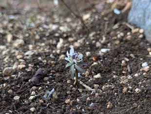セツブンソウが咲いています(その