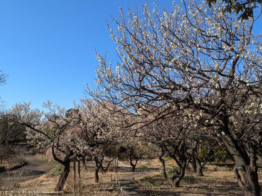 古民家エリアや梅林の梅が見頃ですの写真