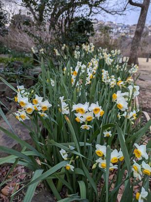 二ホンスイセンが咲いています