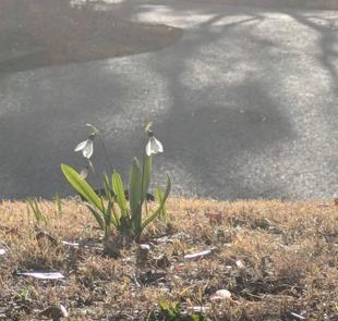 スノードロップが咲いています