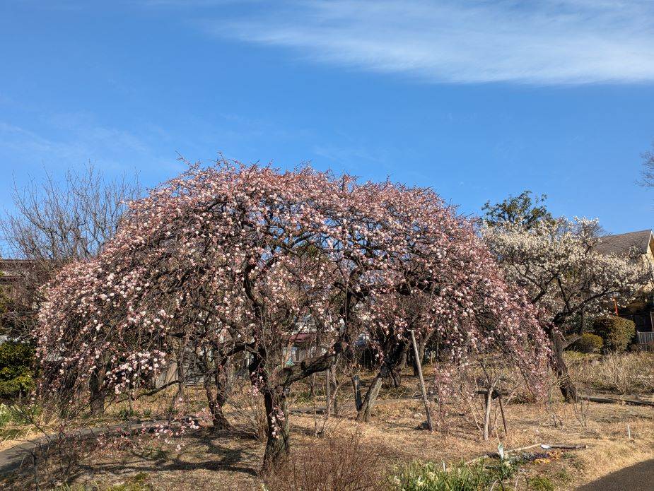 シダレウメが咲いていますの写真
