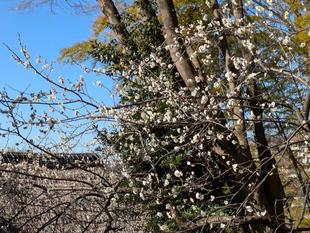 パーゴラからの眺めです