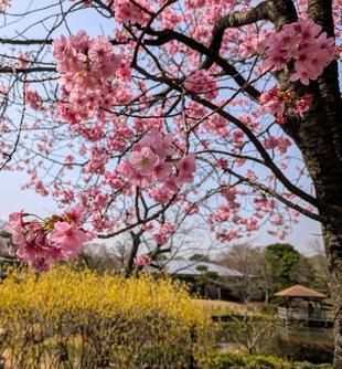 ヨコハマヒザクラが咲いています