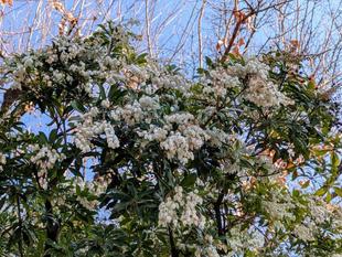 アセビが咲いています