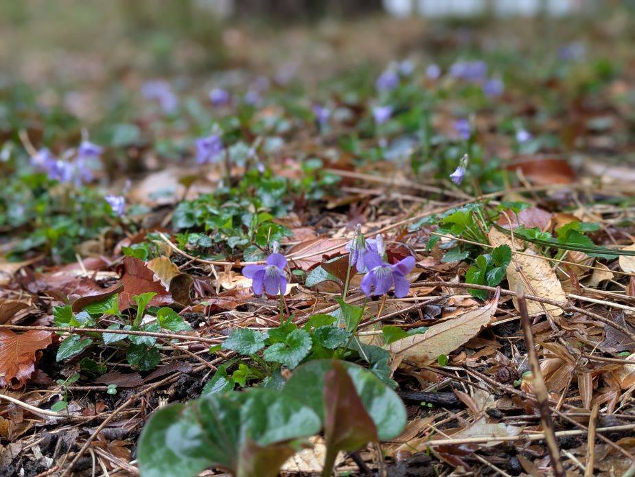 タチツボスミレが咲いていますの写真