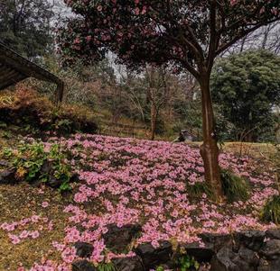 散り落ちたツバキもあざやかです