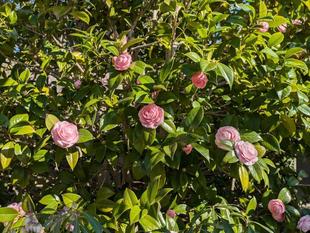 オトメツバキが咲き始めています