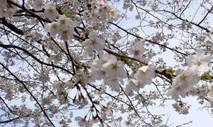 桜開花情報 2025年３月28日