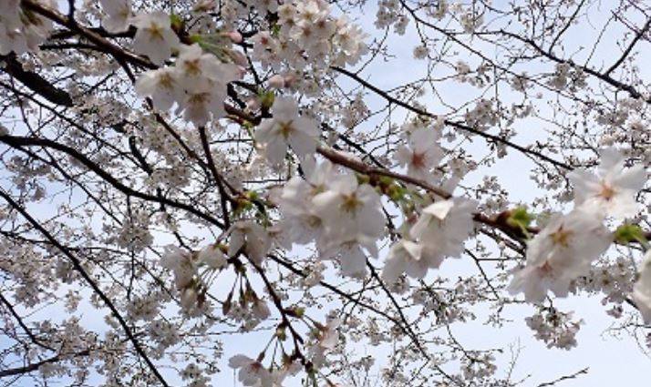 桜開花情報 2025年3月28日の写真
