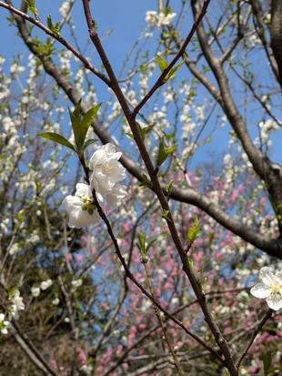 パーゴラ近くのハナモモが咲いています