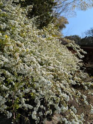 ユキヤナギが咲いています