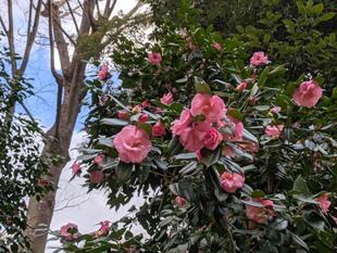 大きなツバキが咲いています