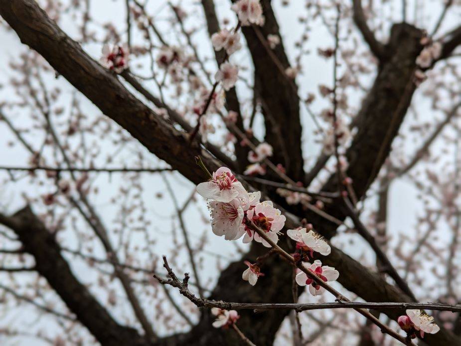 アンズの花が咲いていますの写真