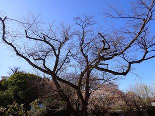 桜開花情報  2025年３月７日