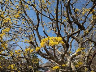 サンシュユが咲いています