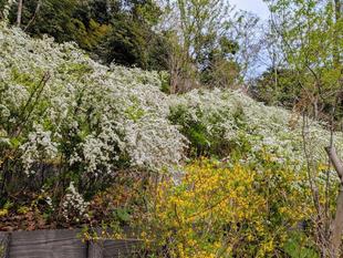 ユキヤナギが満開です